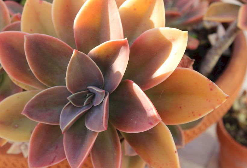 Ericeira Chill Hill Hostel & Private Rooms Sea Food