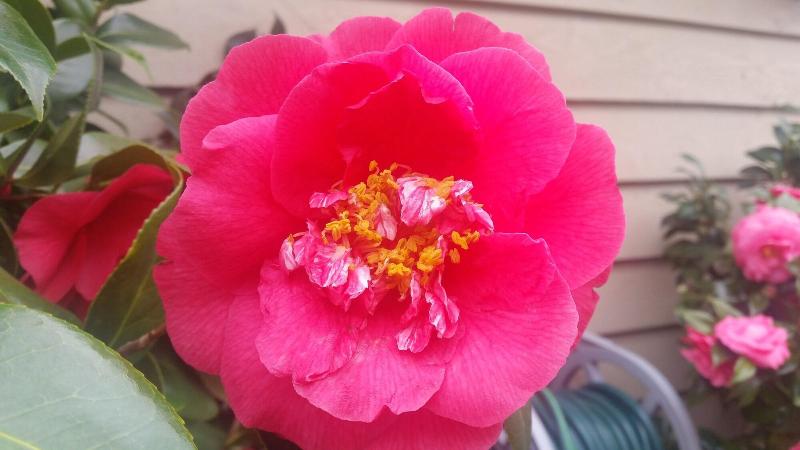 هتل Adamsons Riverside Accommodation