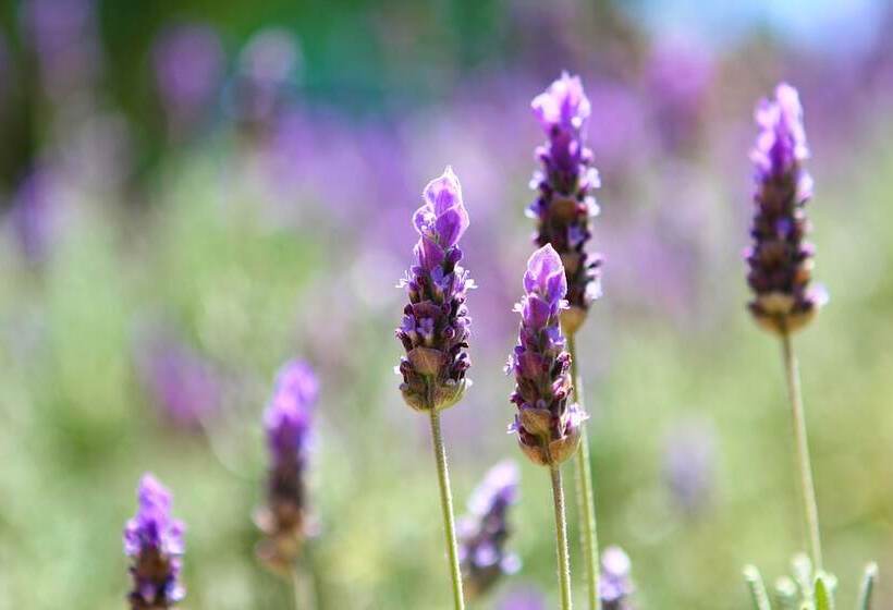 מוטל Garden City Motor Inn