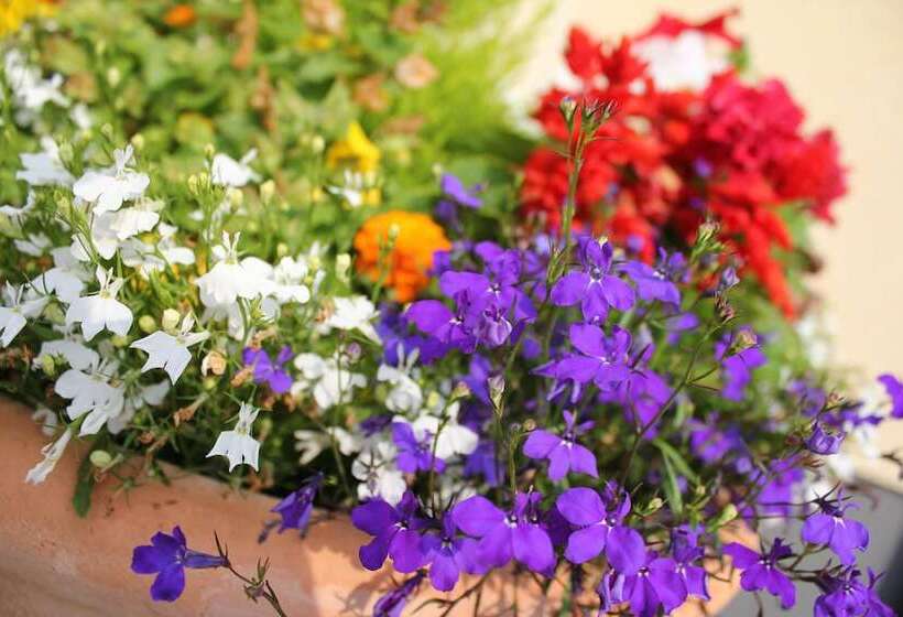 פנסיון Brentwood Guest House