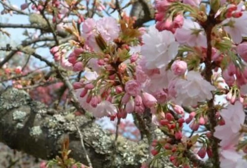 פנסיון Huonville Guesthouse