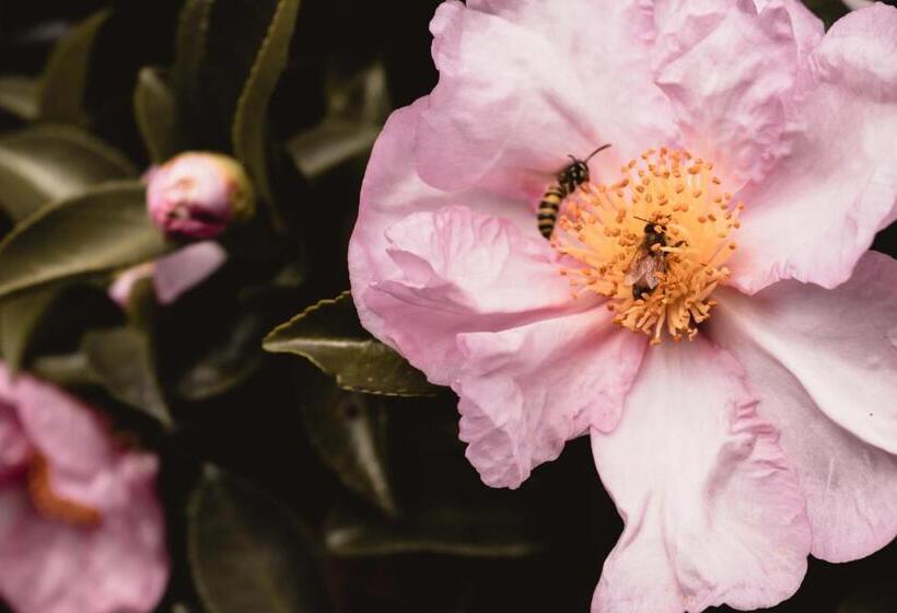 פנסיון Walton House