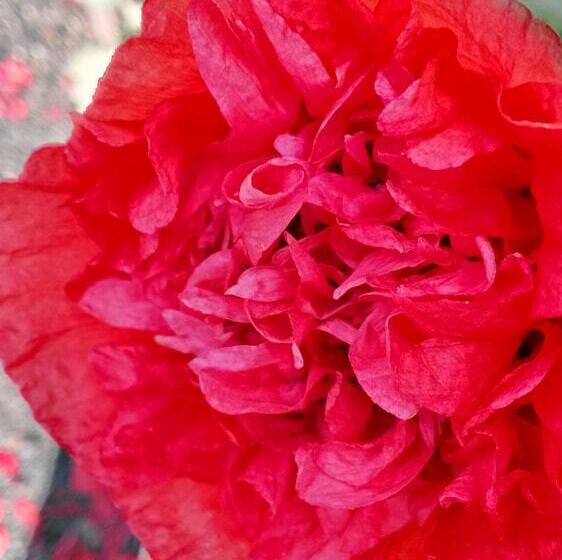 The Crays Accommodation