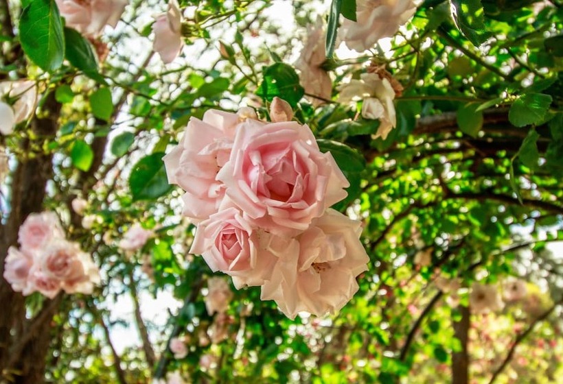 تختخواب و صبحانه Stonewell Cottages And Vineyards