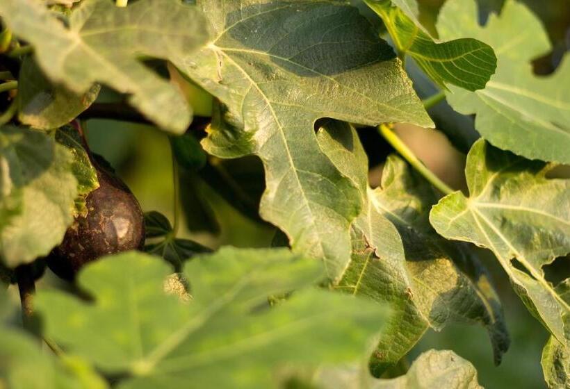 酒店 Agriturismo Il Gelsomino Ritrovato