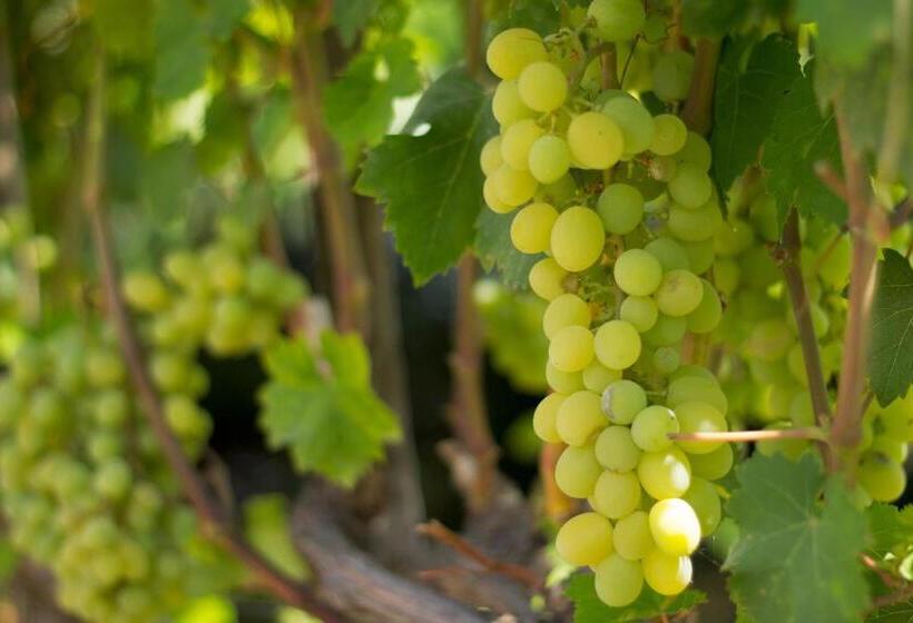 酒店 Agriturismo Il Gelsomino Ritrovato