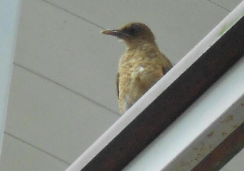 فندق Arenal Rabfer