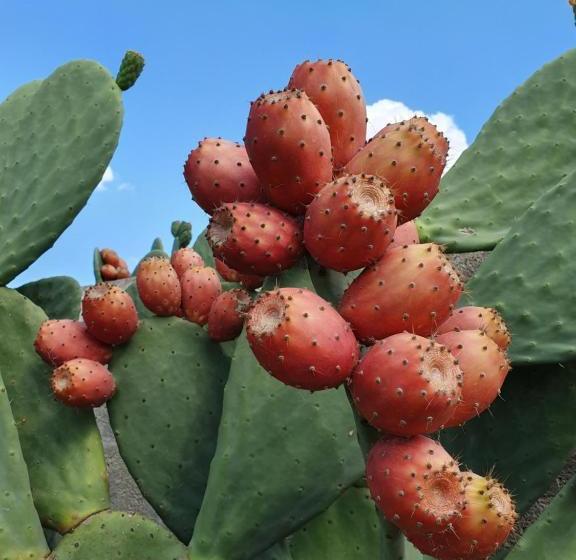 Отель Masseria Agrituristica Lama San Giorgio