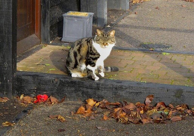 בית מלון כפרי The Black Horse Inn