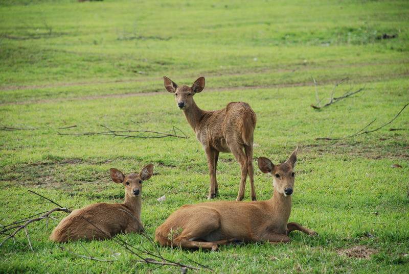 هتل The Funny Lion   Coron