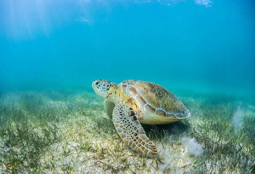 استراحتگاه Secrets Akumal Riviera Maya   Adults Only