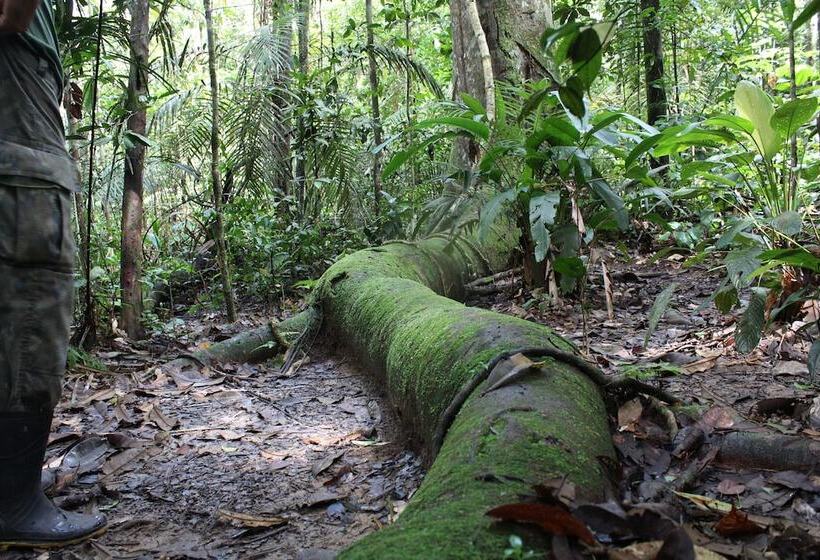 בית מלון כפרי Amazon Ecopark Jungle Lodge