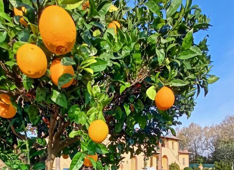 酒店 Il Chiassetto Agriturismo No Kids