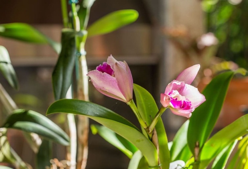 בית מלון כפרי Pousada Ogum Marinho