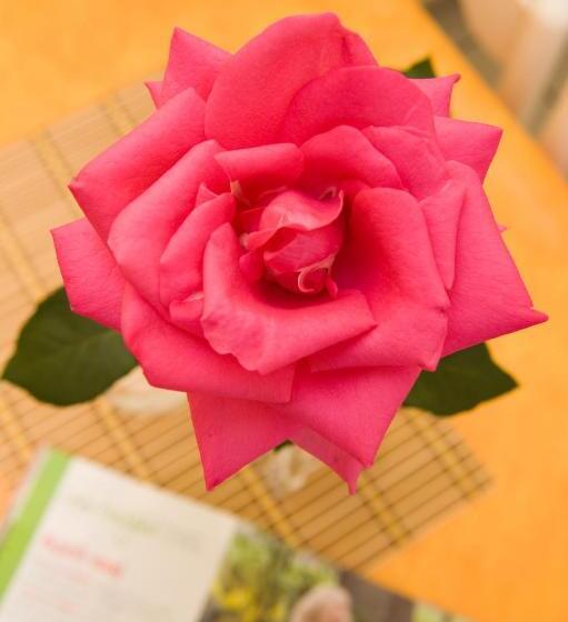 Kahlua Hotel Apartments