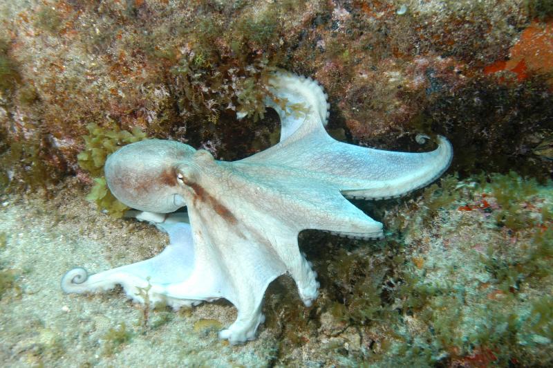 פנסיון Pousada Luna