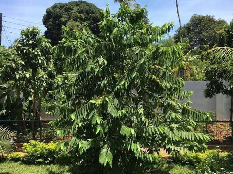 فندق Green Turaco