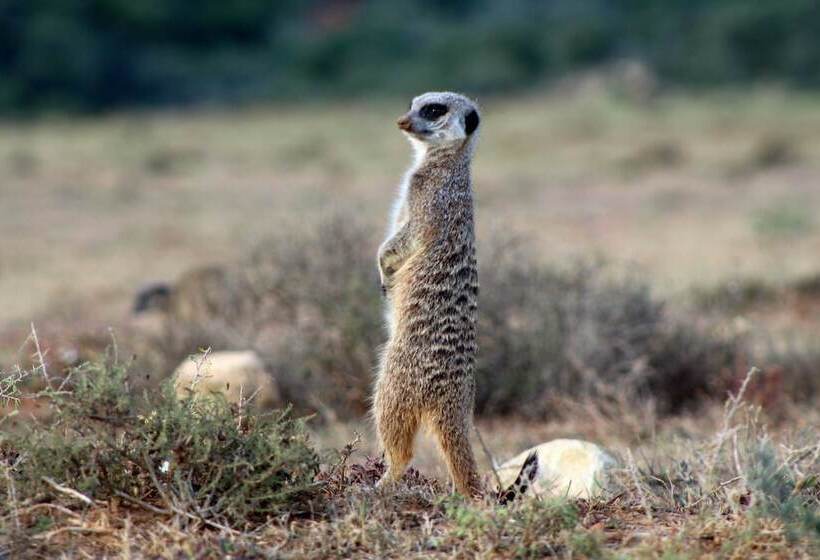 هاستل Lungile Backpackers Lodge