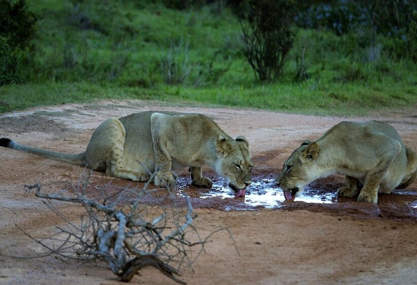 Общежитие Lungile Backpackers Lodge