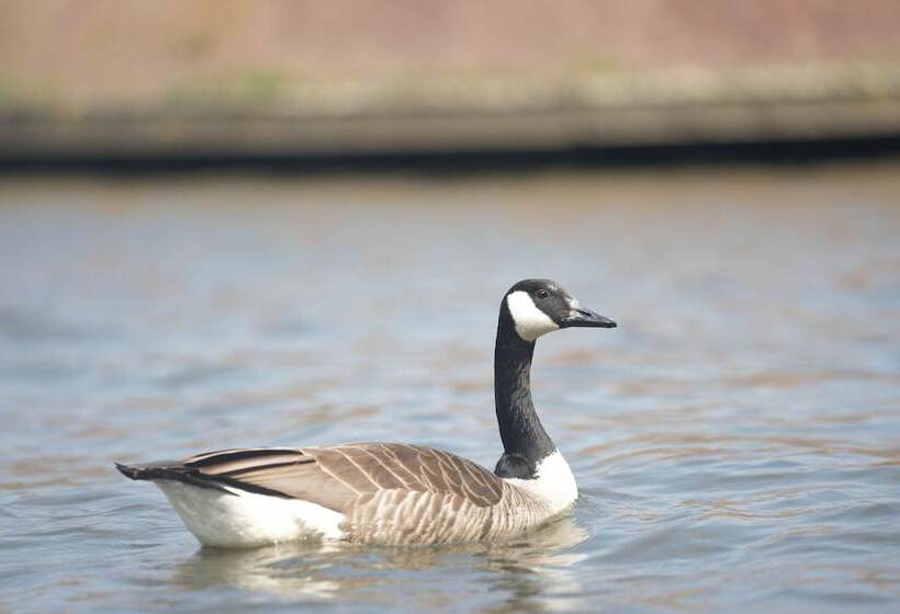 호텔 Restaurant Brasserie Feestzaal Ahoi, Kortrijk