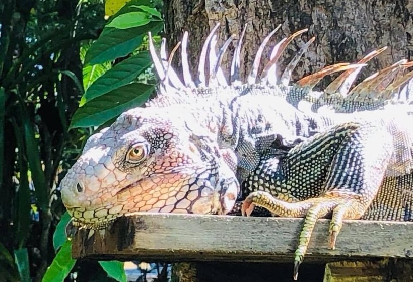 Отель Casa Manglar Villa