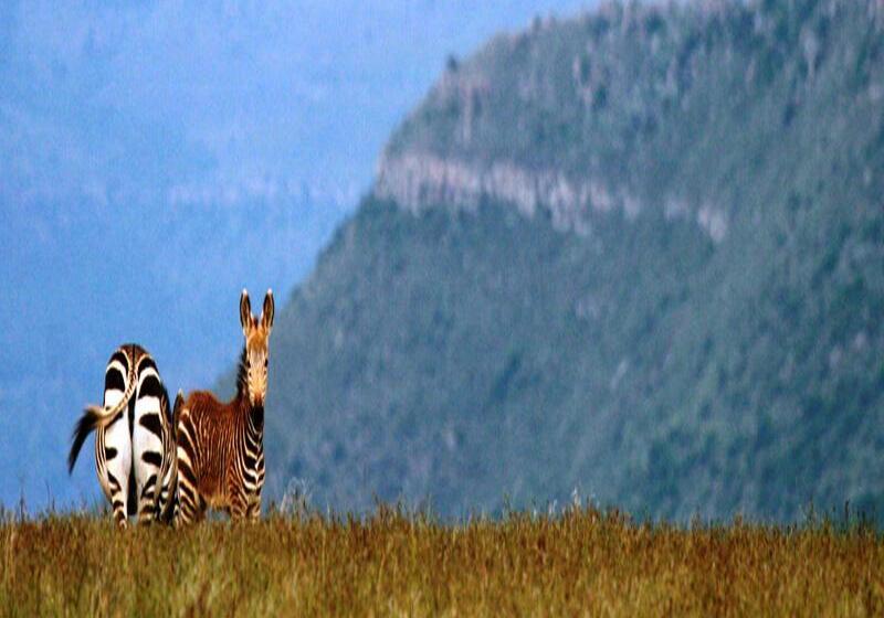 בית מלון כפרי Mount Camdeboo Game Reserve