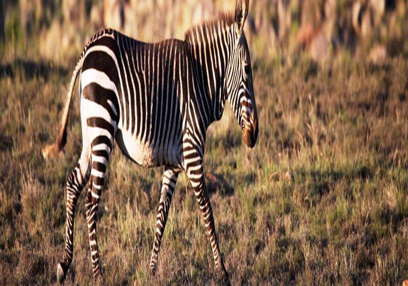 Отель Mount Camdeboo Game Reserve