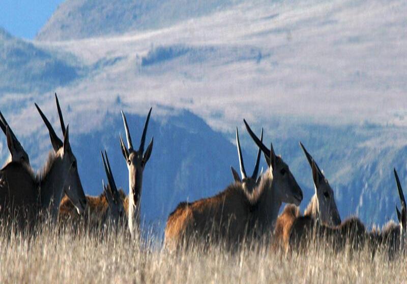 בית מלון כפרי Mount Camdeboo Game Reserve