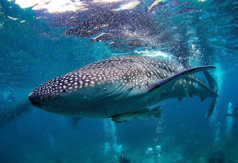 Vida Homes Condo Resort