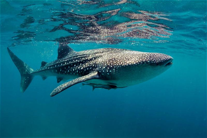 Vida Homes Condo Resort