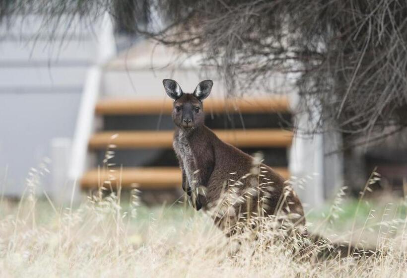 تختخواب و صبحانه Sea Dragon Kangaroo Island