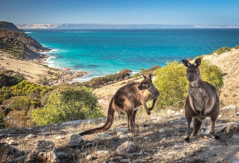 تختخواب و صبحانه Sea Dragon Kangaroo Island