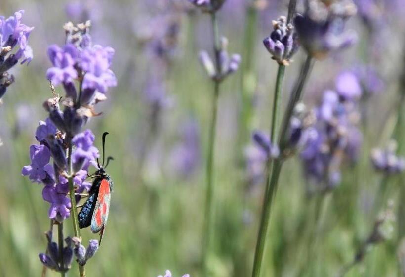 Отель Les Restanques De Moustiers