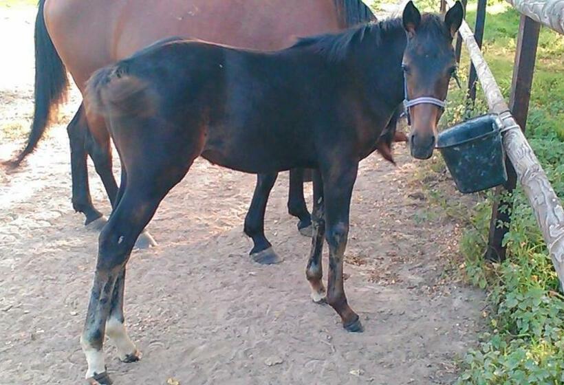 B&b Haras De La Cour Fleury