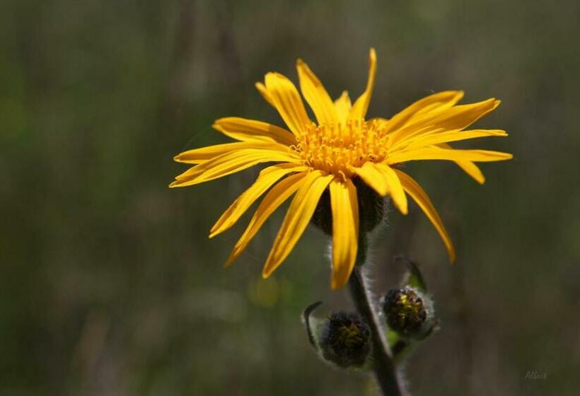 膳宿费 Arnica Montana
