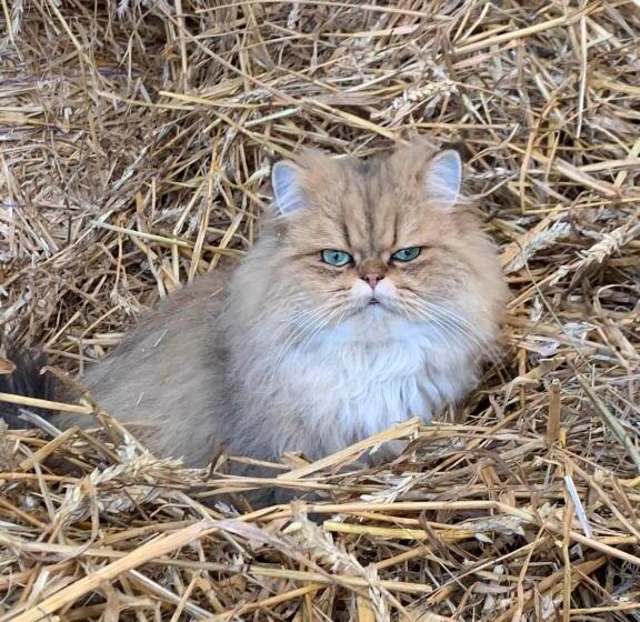 צימר Chez Kate Et Lolo