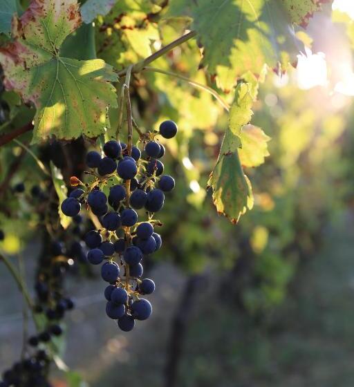 مبيت وإفطار Le Bonheur  Suite Cognac