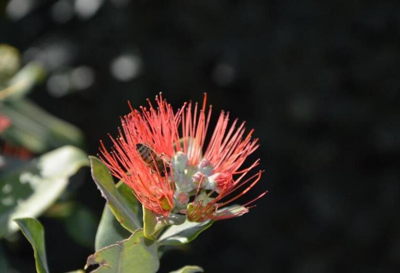 Bed and Breakfast Zimmer Monte