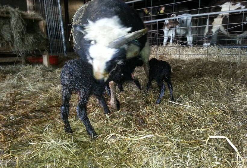 هتل ásólfsskáli Cottage