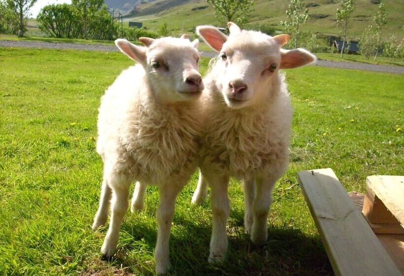 هتل ásólfsskáli Cottage