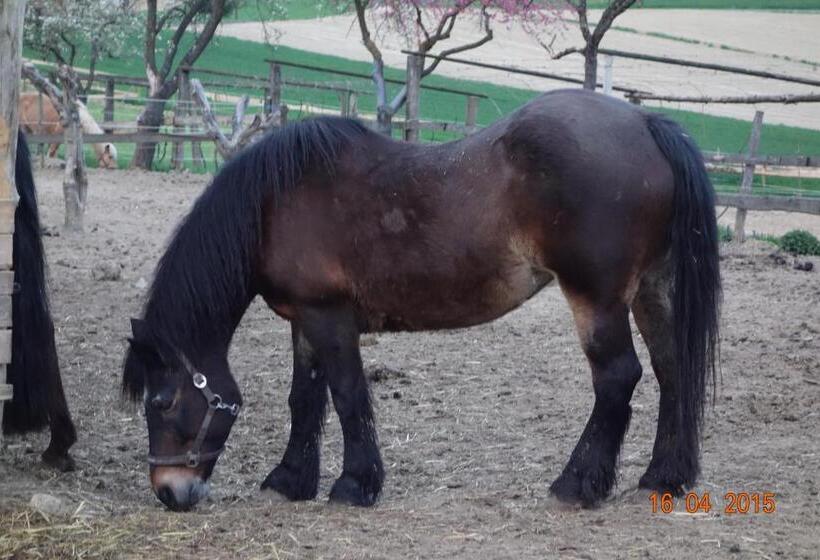 בית מלון כפרי Urlaub Am Bauernhof Unger