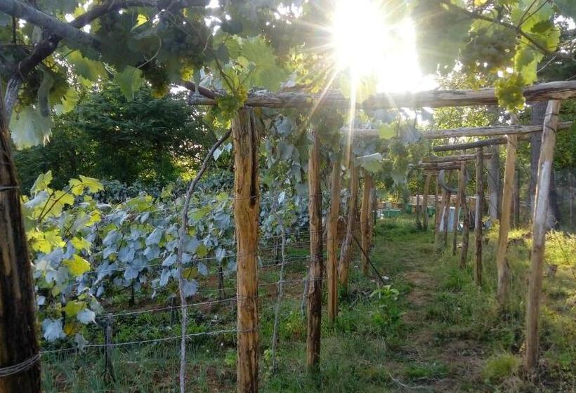 הוסטל Dimis Ferdobi