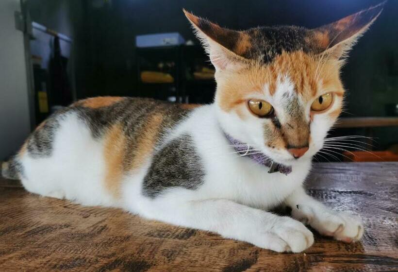 Hotel 珂珂茉潜水度假村kokomo Dive Resort