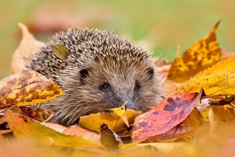 بنسيون Bořikovský Dvůr