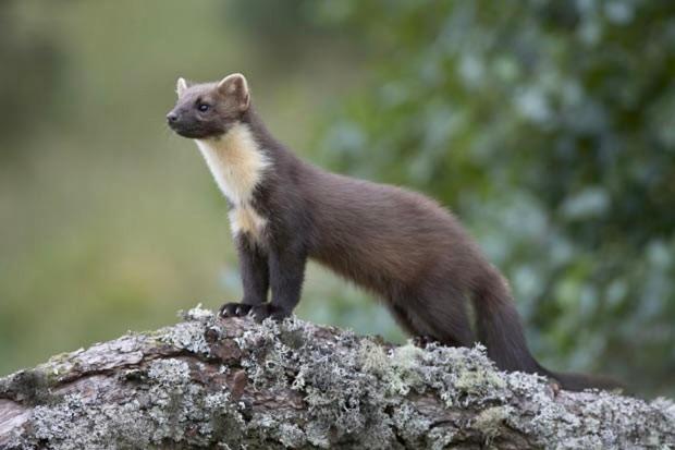 بنسيون Bořikovský Dvůr