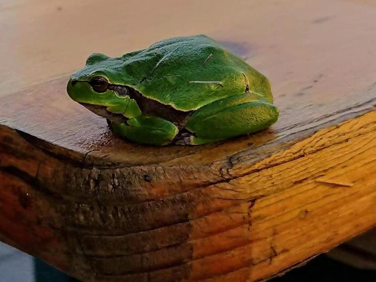 بنسيون Bořikovský Dvůr