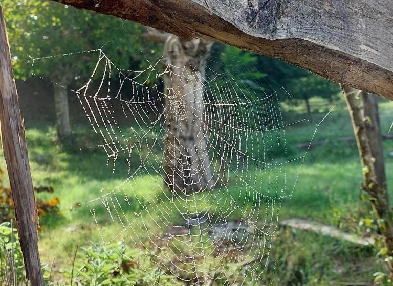 مبيت وإفطار La Quercia Sul Lao Bed&breakfast