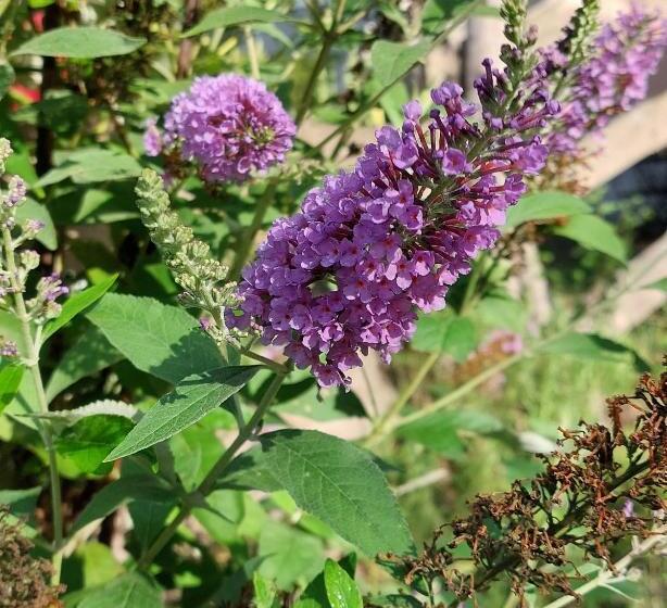 مبيت وإفطار La Quercia Sul Lao Bed&breakfast