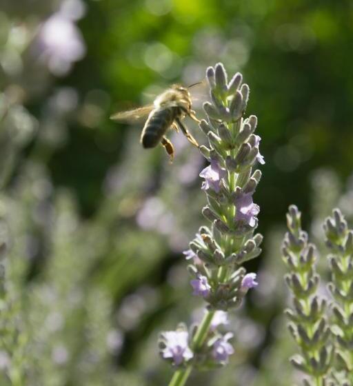 هتل Turistična Kmetija štanfel