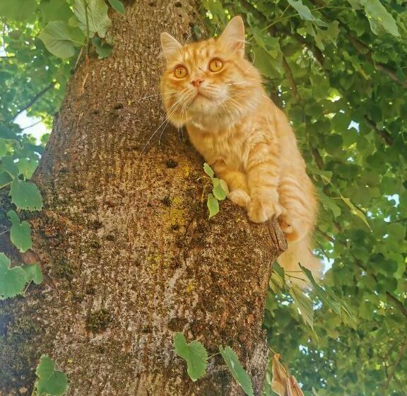 Пансион Villa San Giorgio Guest House